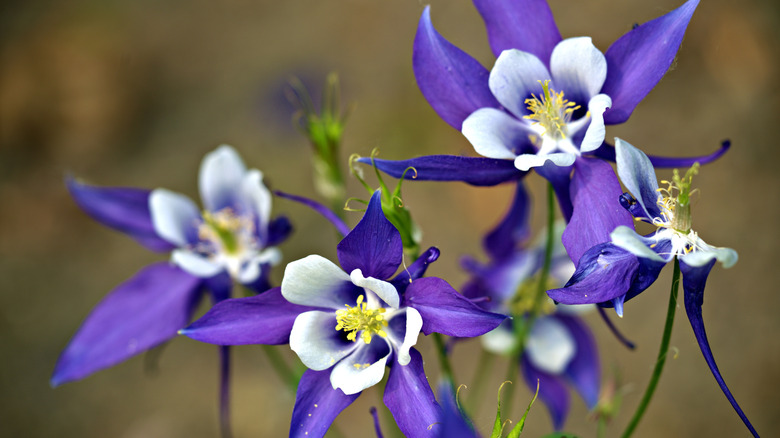 close-up of purple columbine flowers