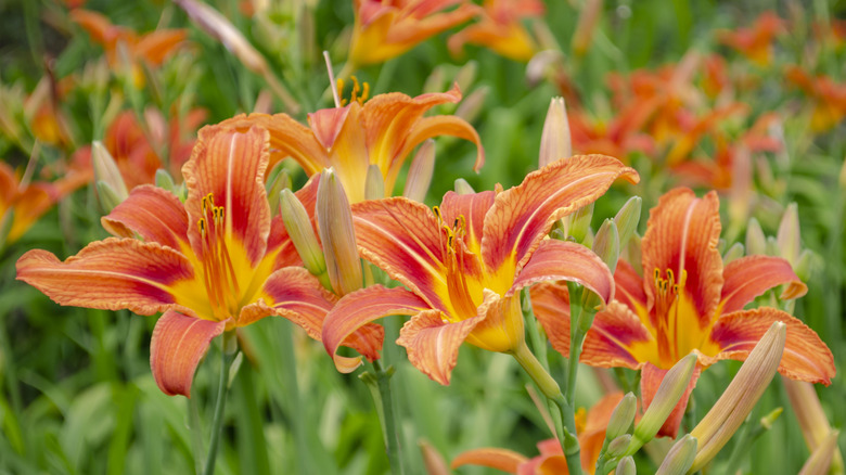 orange and yellow daylilies blooming in the garden