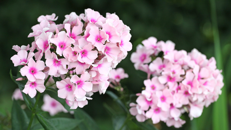 close-up of pink garden phlox flowers