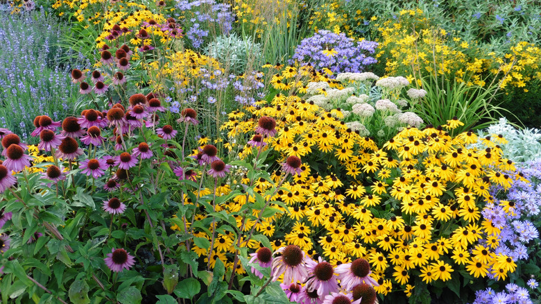 a perennial garden with several colorful flowering plants