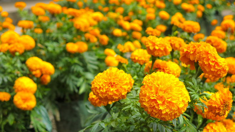 close-up of orange marigold flowers