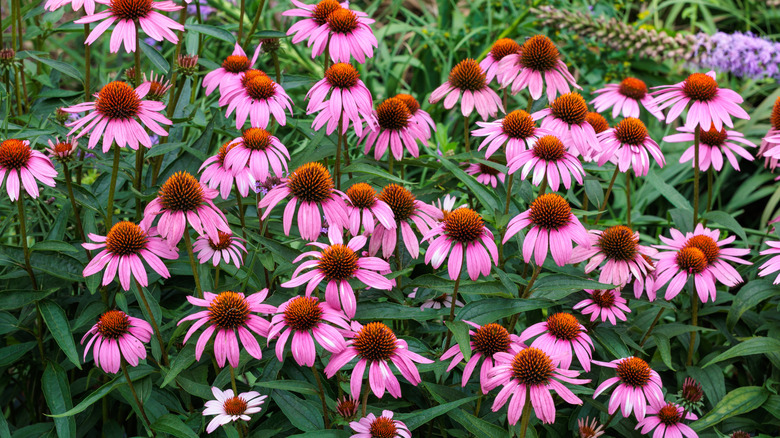 purple coneflowers blooming in the garden