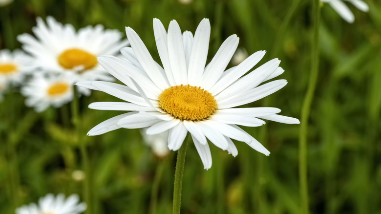 close-up of a Shasta daisy
