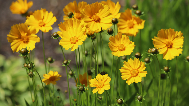 close-up of tickseed blooming in the garden