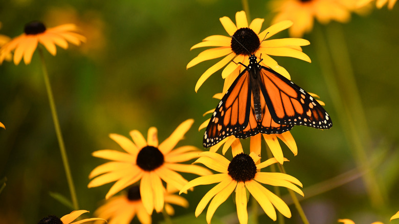 A monarch butterfly rests on a black-eyed Susan