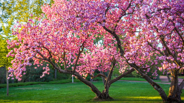 A bright pink cherry tree in bloom