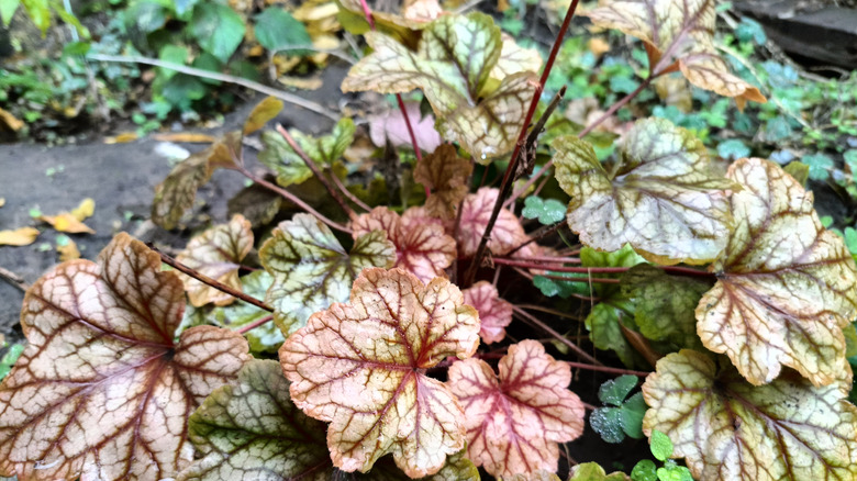 A close-up of the white, green, and pink leaves of coral bells