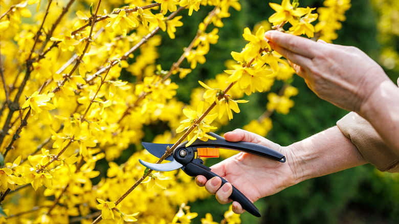 A woman prunes a forsythia with yellow flowers