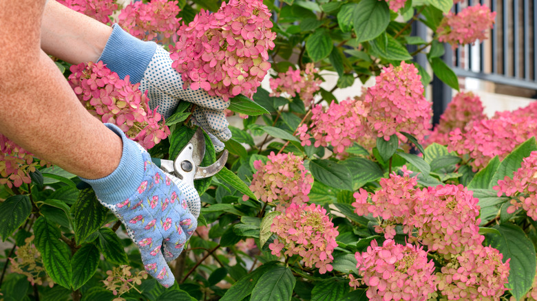 A gardener prunes a hydrangea with pink blooms