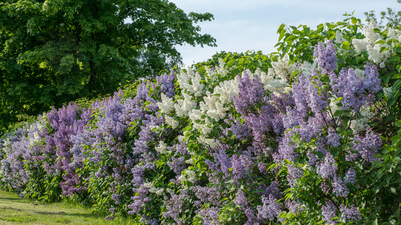 A row of lilac plants in full bloom