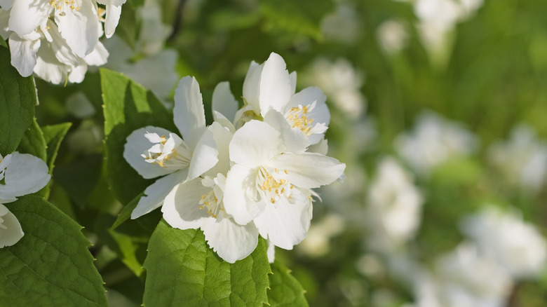 Several white mock orange flowers in focus