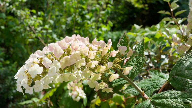 A close-up of oakleaf hydrangea with delicate white flowers