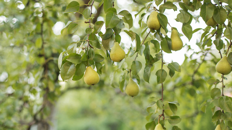 Ripe pears growing on a pear tree