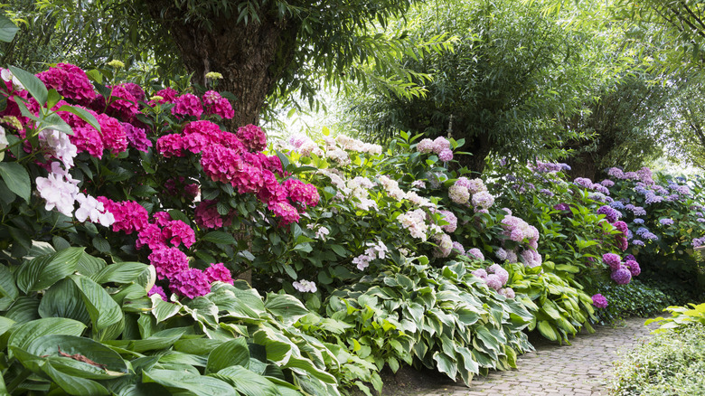 A group of rhododendron and azalea bushes flowering above hostas