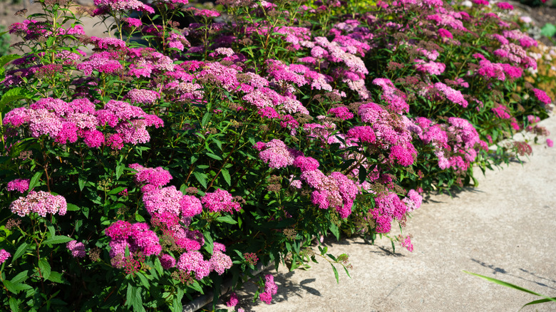 Spirea blooming with pink flowers along a walkway