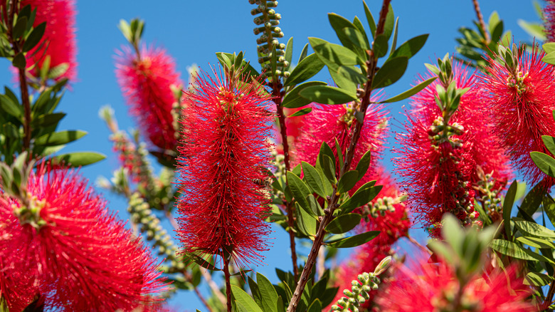 Close-up of red bottlebrush flowers