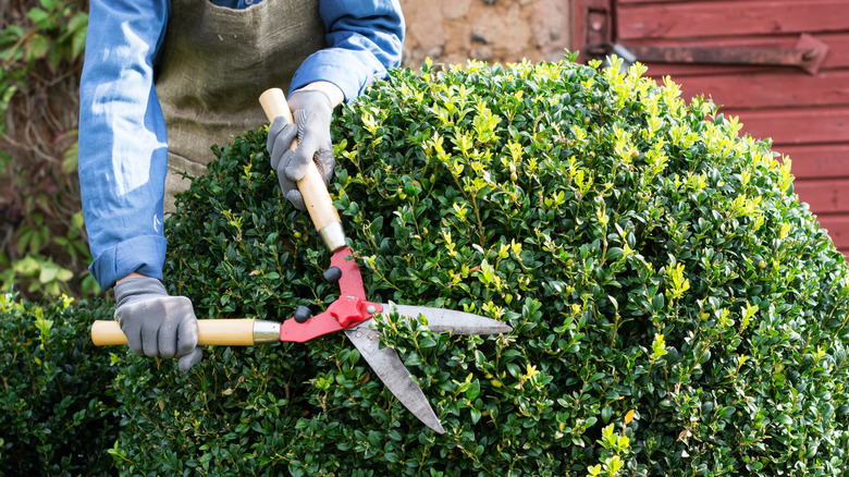 A gardener trims a boxwood shrub