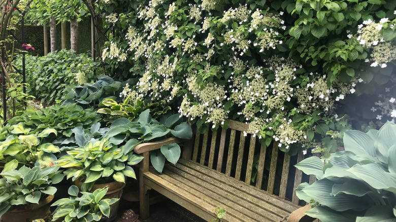 Climbing hydrangea growing above a bench and hostas