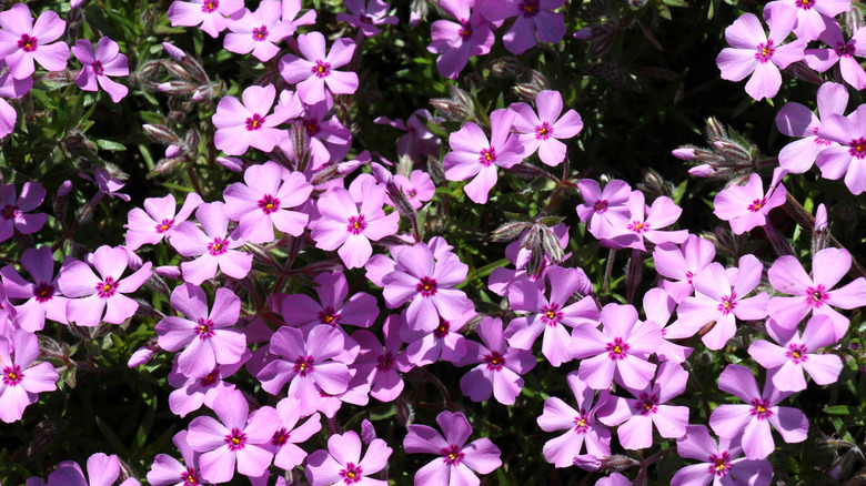 Close-up image of pink creeping phlox flowers
