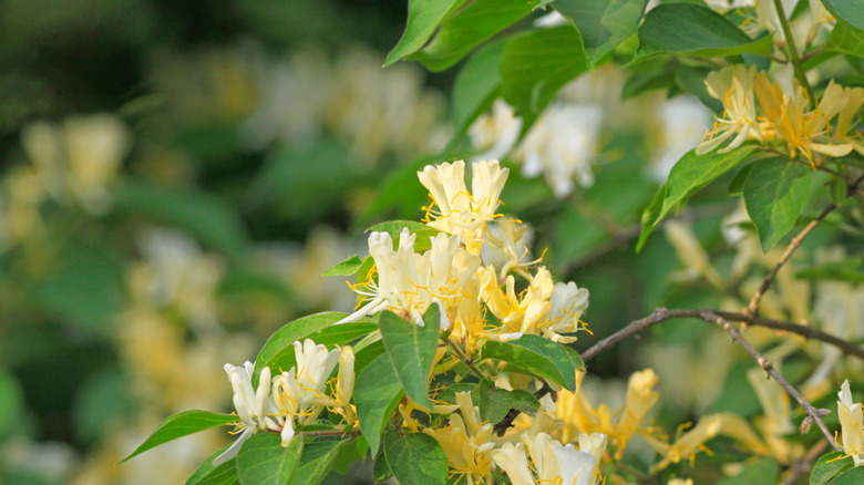 White flowers on a honeysuckle shrub