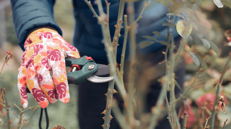 A gardener uses pruning shears to trim a rose bush
