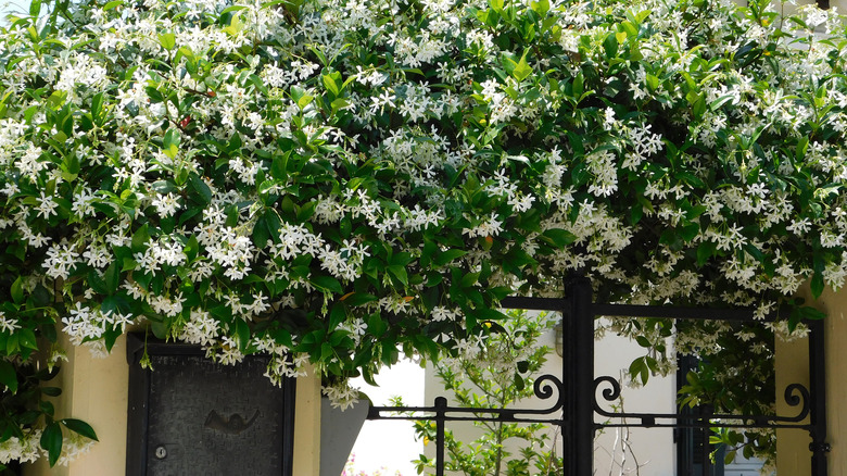 Jasmine with white flowers growing over a doorway