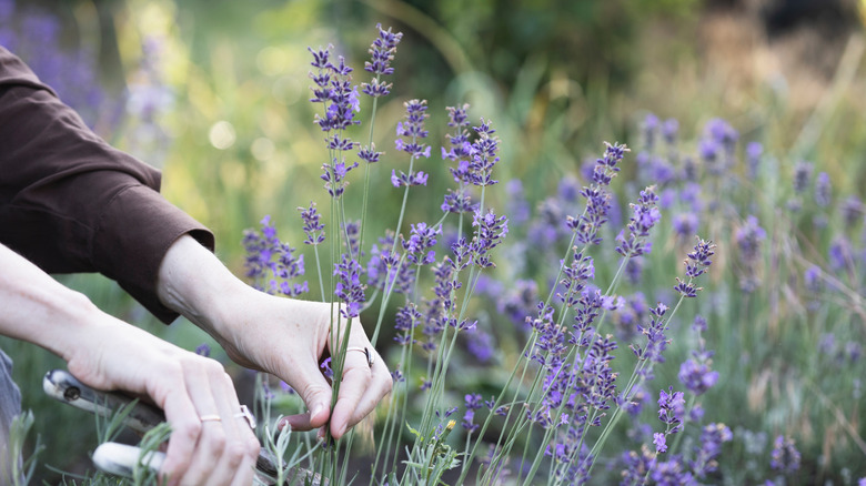 A woman prunes lavender in a garden