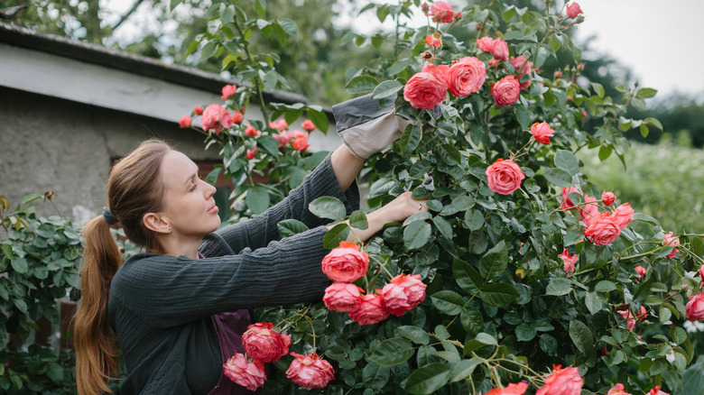 A woman prunes a rose bush