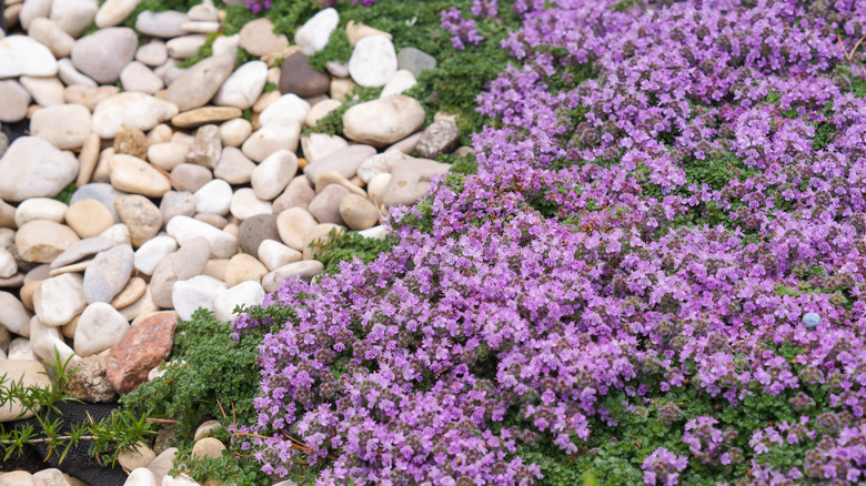Creeping thyme with purple flowers growing next to gravel