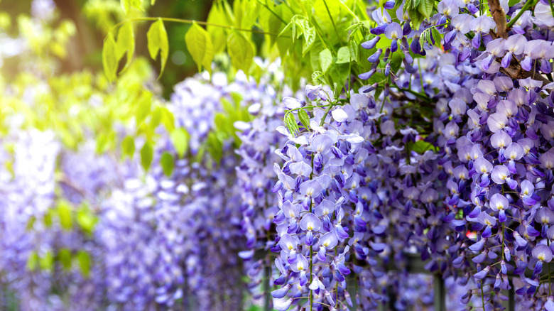 Purple wisteria flowers in a garden