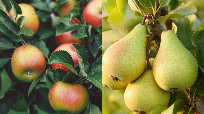 Split image: Apples on the left and pears on the right