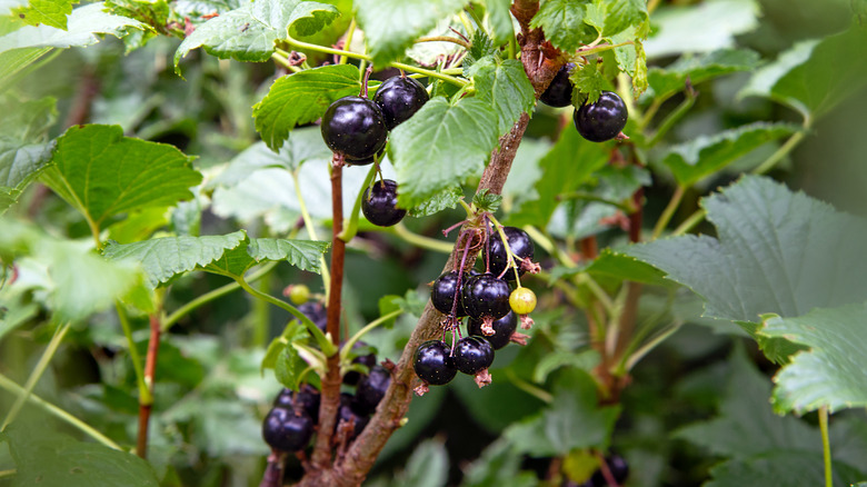 Black currant bush with berries.