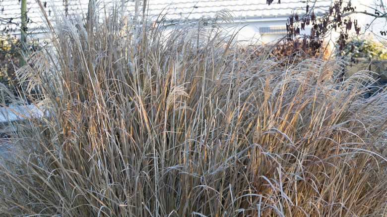 Tall ornamental grass in winter.