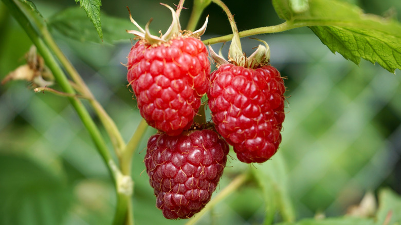 Ripe red raspberries on bush.