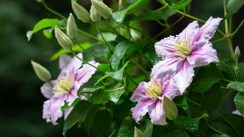 Blooming pink clematis plant.