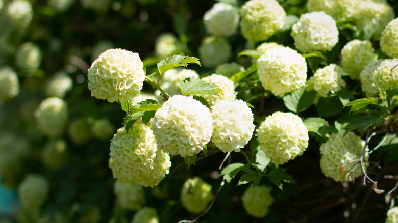 Clustered Annabelle hydrangea bush in bloom.