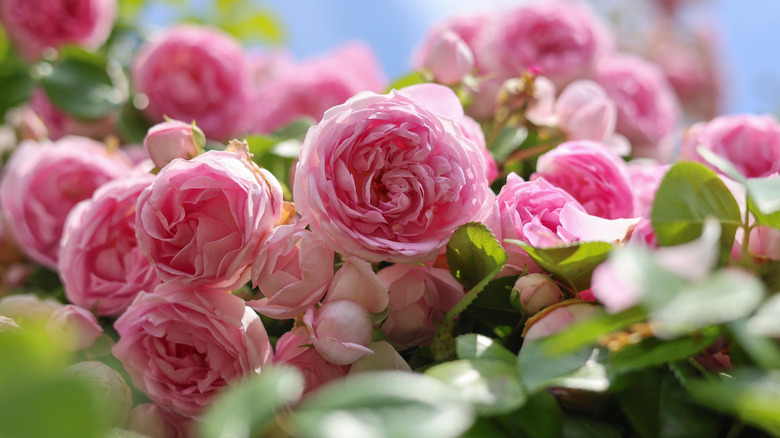 Cottage garden roses.