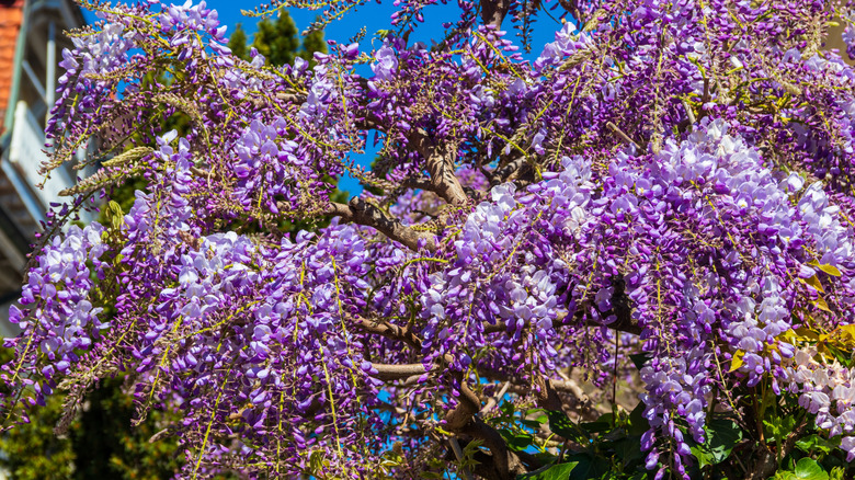 Purple wisteria vines in yard.