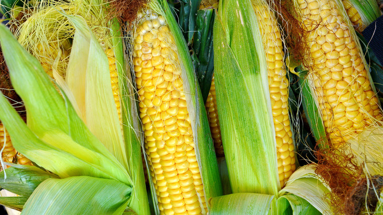 Bright yellow corn on the cob