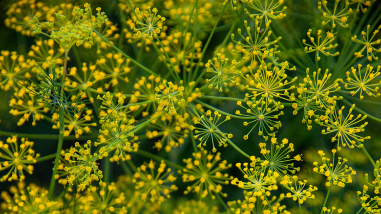 Flowering dill
