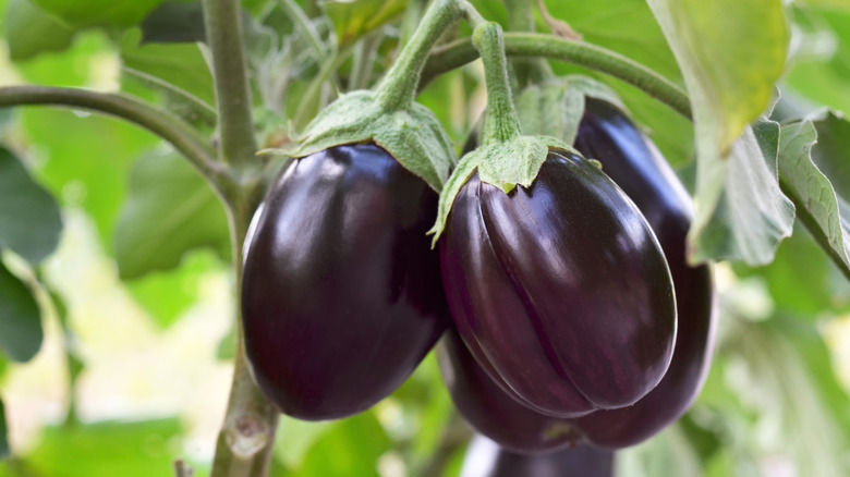 Ripe purple eggplants