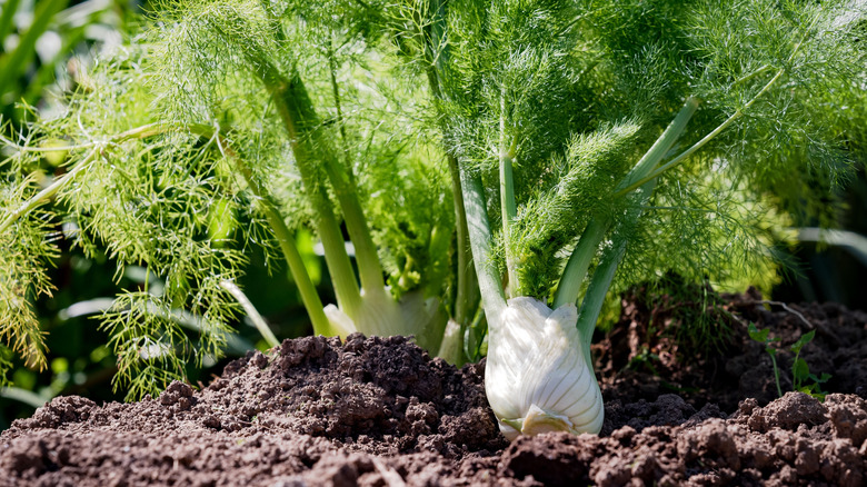 Closeup on fennel bulb