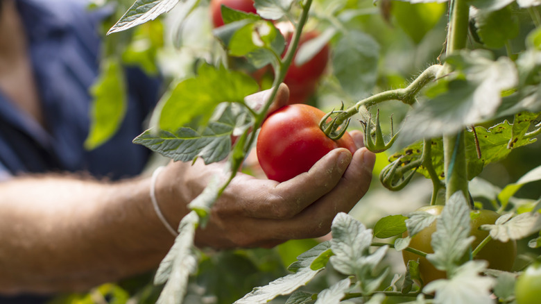 Gardener hand picking tomato