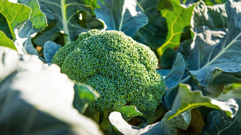 High res photo of broccoli head
