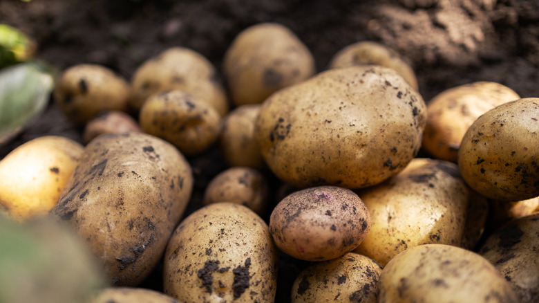 Crop of fresh organic potatoes