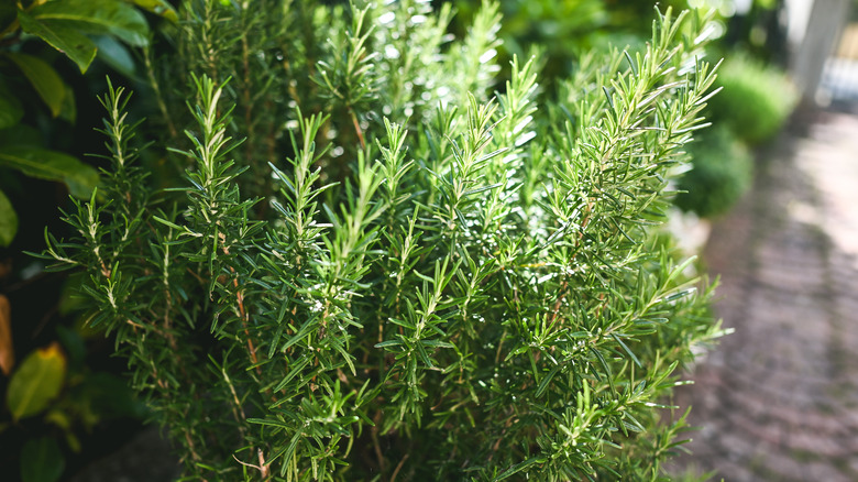 Rosemary plant in the garden