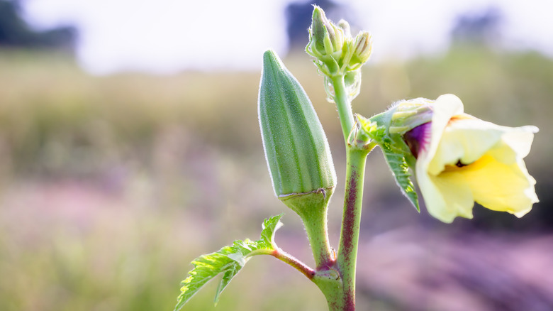 A photo of an okra plant
