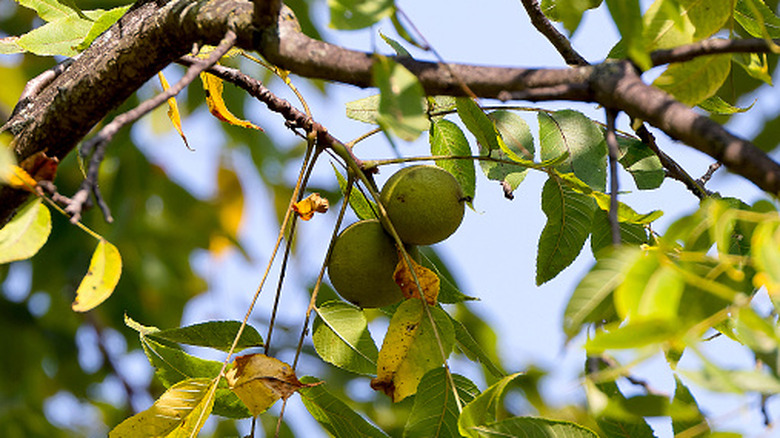 Closeup on walnuts in black walnut tree