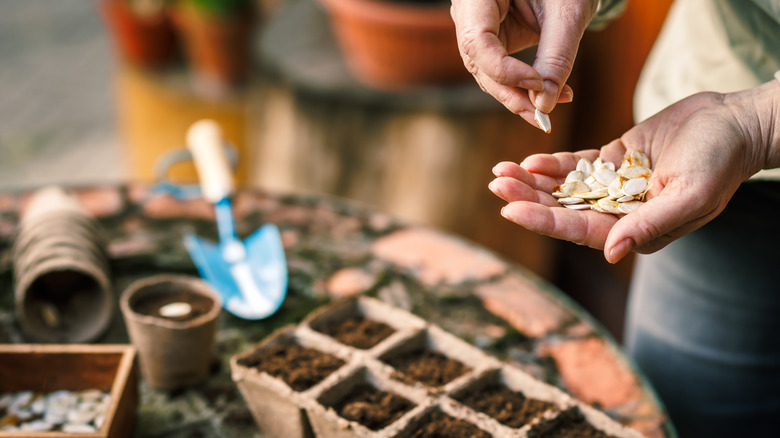 Sowing seeds into soil-filled planting cells