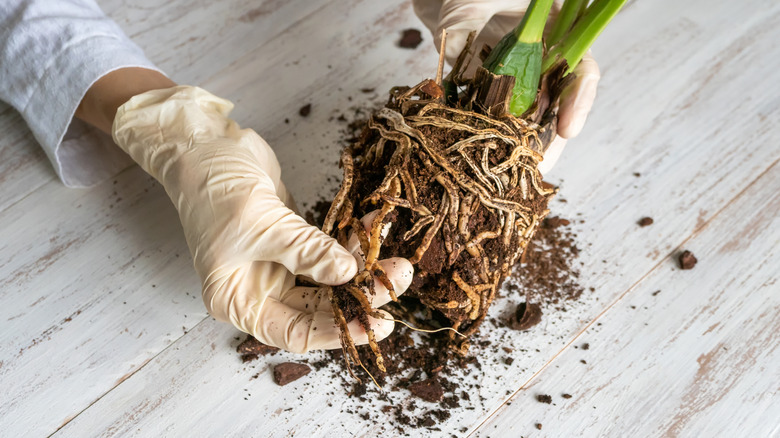 Gardener inspecting diseased plant for root rot